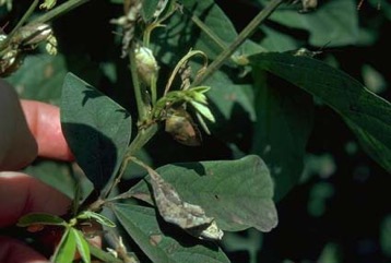 Pigeon pea