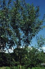 Pigeon pea