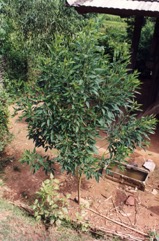 Pigeon pea