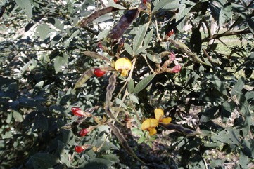 Pigeon pea
