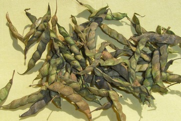 Pigeon pea