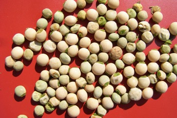 Pigeon pea
