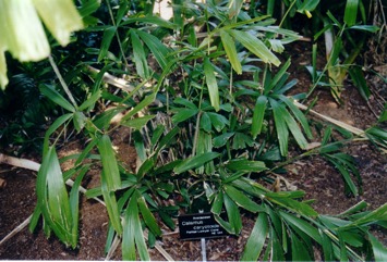 Fish-tail lawyer cane