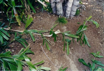 Fish-tail lawyer cane