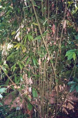 Fish-tail lawyer cane