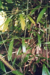 Fish-tail lawyer cane