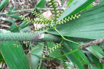 Fish-tail lawyer cane