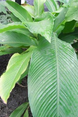 Guinea arrowroot