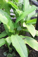 Guinea arrowroot