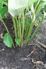 Guinea arrowroot