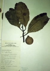 Beauty leaf, Beach Calophyllum