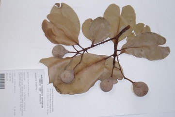 Beauty leaf, Beach Calophyllum
