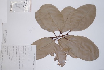 Beauty leaf, Beach Calophyllum