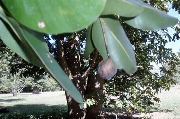 Beauty leaf, Beach Calophyllum