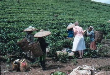 Tea
