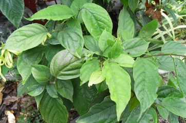 Ylang-Ylang