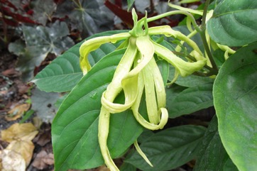 Ylang-Ylang