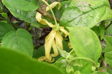 Ylang-Ylang