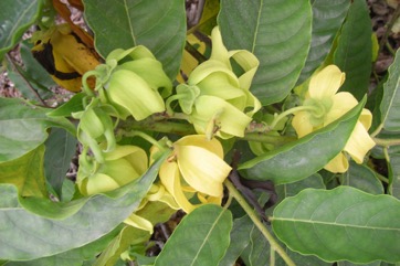 Ylang-Ylang