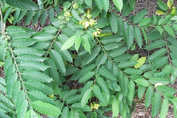 Ylang-Ylang