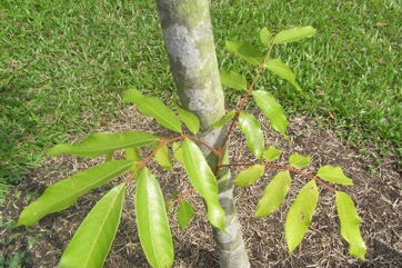 Chinese white olive