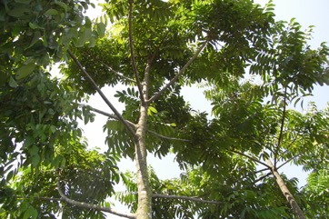 Chinese white olive