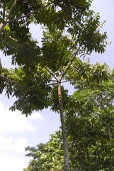 Chinese white olive