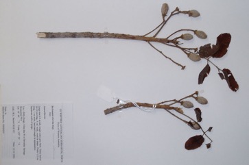 Melville Island White Beech