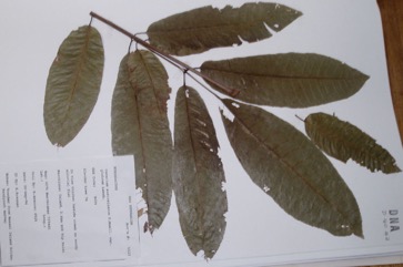 Melville Island White Beech