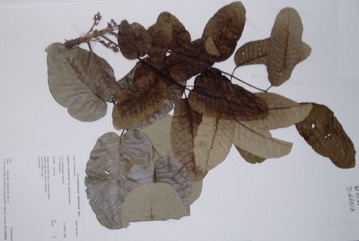 Melville Island White Beech