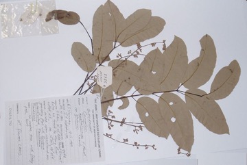 Melville Island White Beech