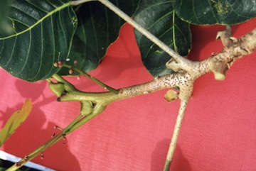 Ngali