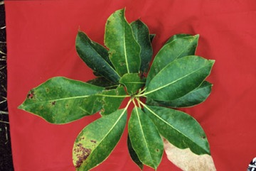 Ngali