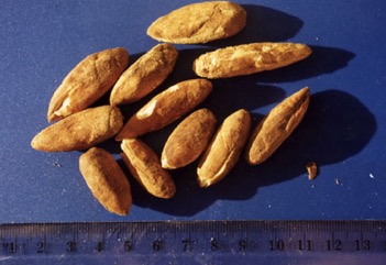 Ngali