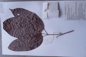 Ngali