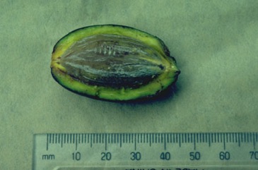 Galip nut, Java almond