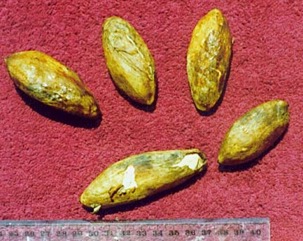 Galip nut, Java almond