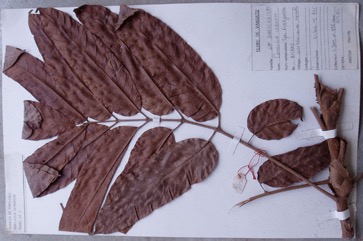 Galip nut, Java almond