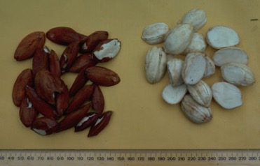 Galip nut, Java almond