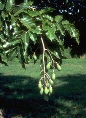Galip nut, Java almond