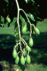 Galip nut, Java almond