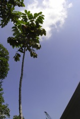 Borneo olive, Sibu olive