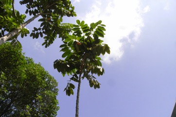 Borneo olive, Sibu olive