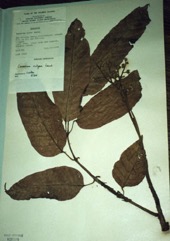 Pili nut, Java-almond