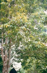 Pili nut, Java-almond
