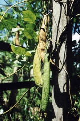 Sword bean