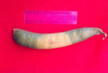 Sword bean