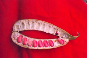 Sword bean