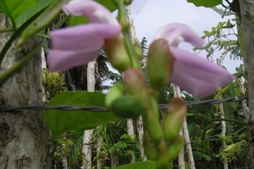 Sword bean