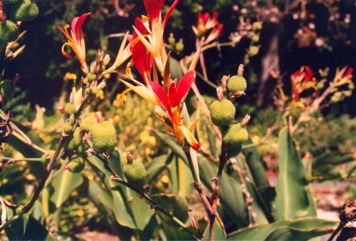 Indian shot, Queensland arrowroot